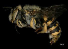  Fig 6,nbsp; Anthidium mormonum  nbsp; male lateral habitus, photo: Jeni Sidwell 
